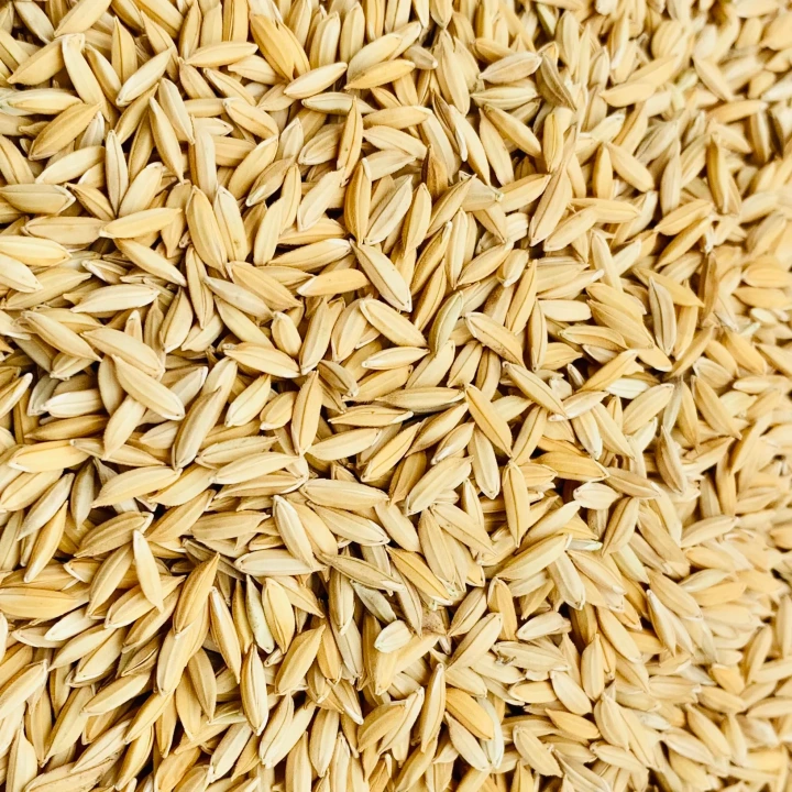 Paddy ধান Icon