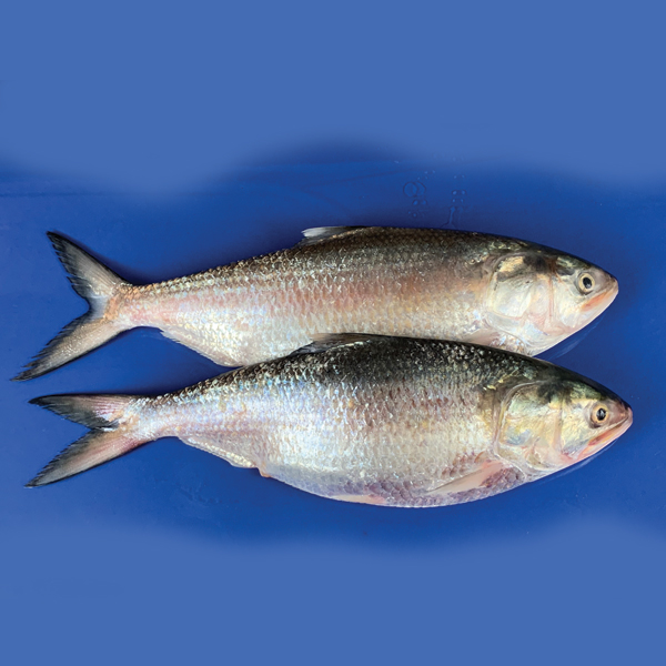 Fish মাছ Icon